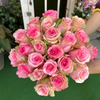 Tender Pink Roses