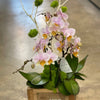 Orchid in a wooden box