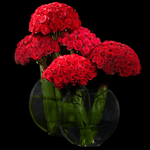 250 Red Roses for your Love - ART Flowers LA