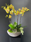 Yellow Orchids and Seasonal Plants