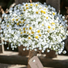 Daisies and Baby Breath Wedding Bouquet - ART Flowers LA