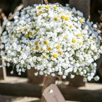 Daisies and Baby Breath Wedding Bouquet - ART Flowers LA