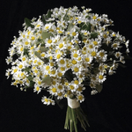 Daisies Wedding Bouquet - ART Flowers LA