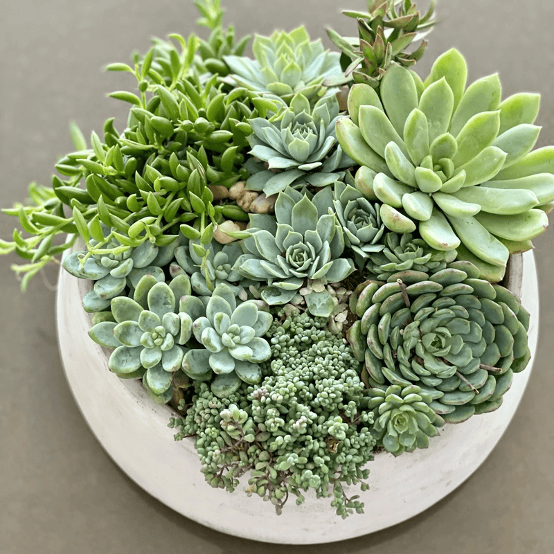 next day succulent delivery Mixed Succulent