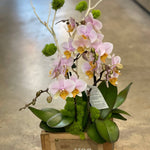 Orchid in a wooden box - ART Flowers LA