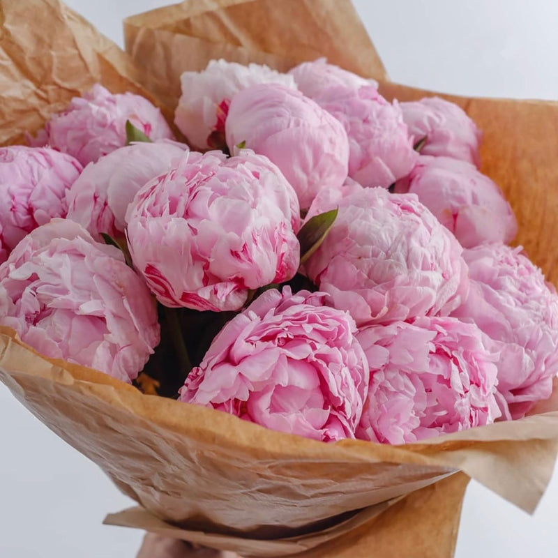 Peonies by stem - ART Flowers LA