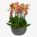 Pink Orchids - ART Flowers LA