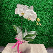 White Orchid - ART Flowers LA