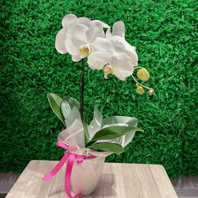 White Orchid - ART Flowers LA