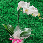 White Orchid - ART Flowers LA