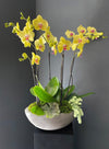 Yellow Orchids and Seasonal Plants - ART Flowers LA